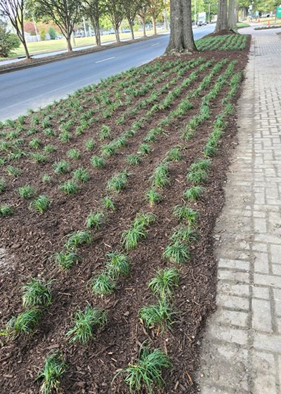 landscape improvement project